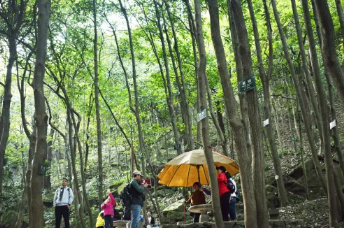 重阳登高丨和爸妈一起参加森林打卡趣味挑战！优惠报名！