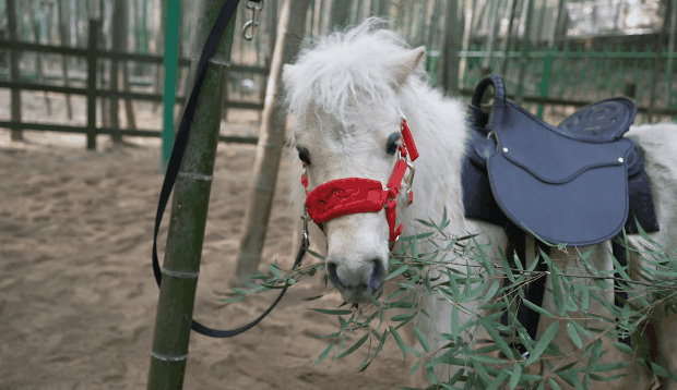 亚洲精品巨爆乳无码大乳巨